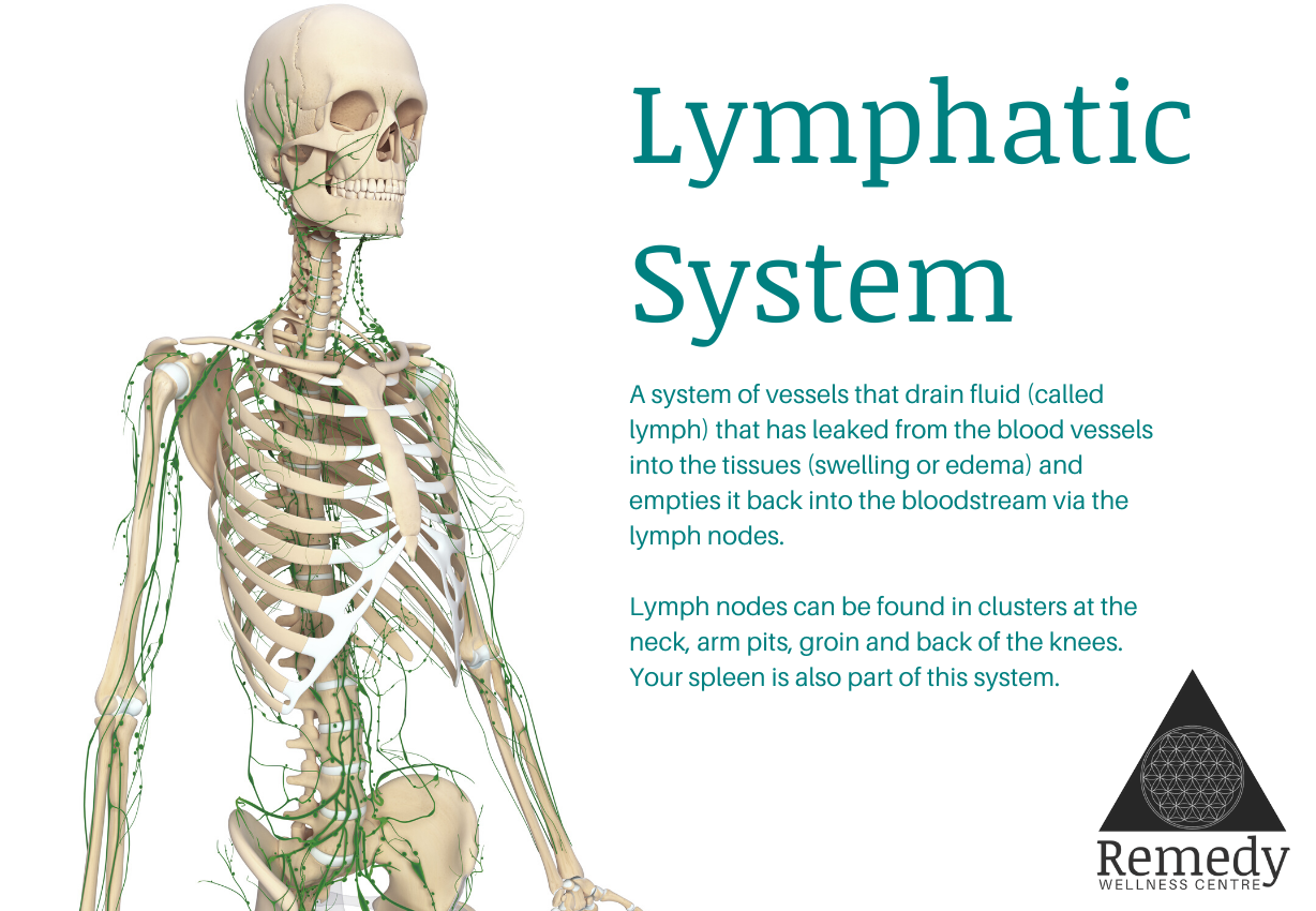 The Lymphatic System